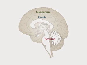 Reptilan_Limbic_Neocortex